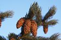 Picea engelmannii Glauca-2 Świerk Engelmanna